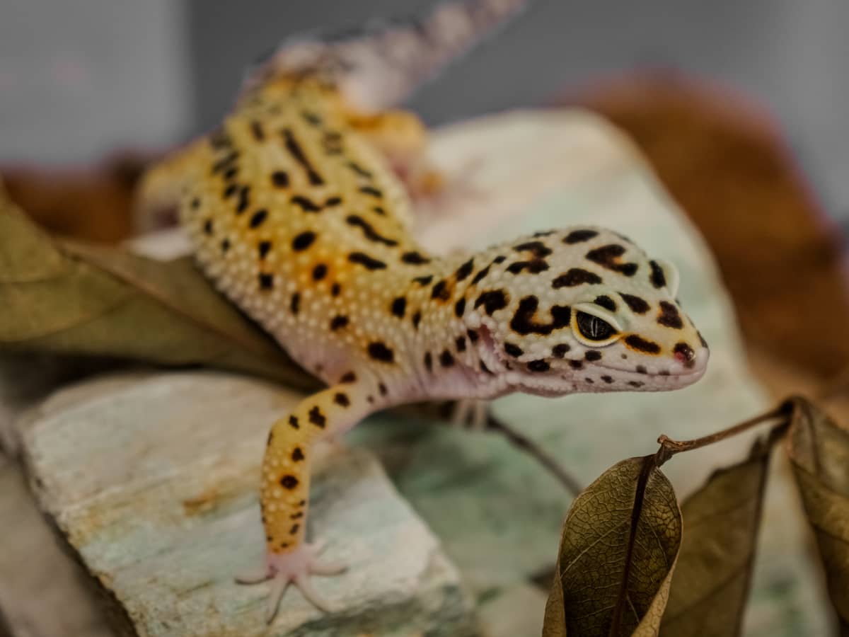 Help My Gecko Won T Eat Pethelpful