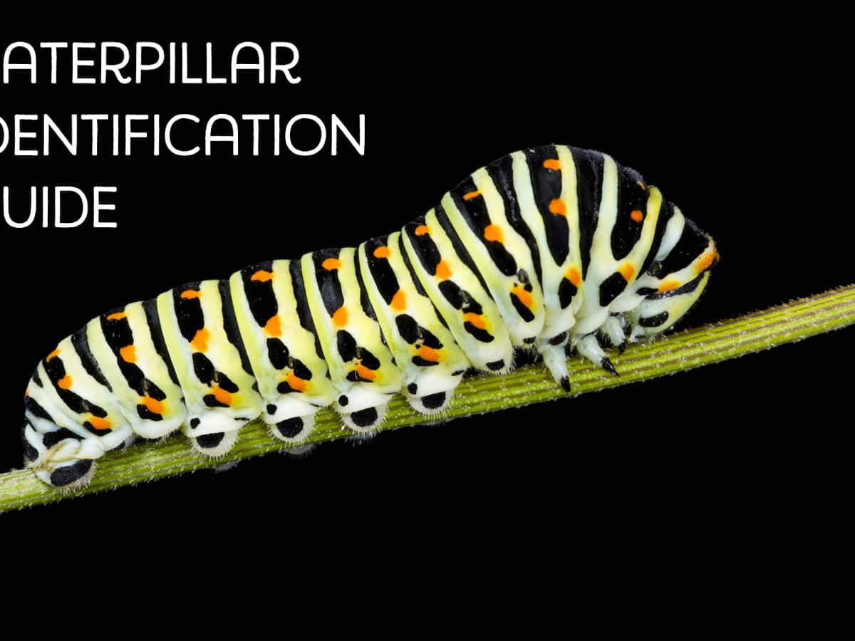 Caterpillar Identification Guide: Find Your Caterpillar With Photos and  Descriptions - Owlcation