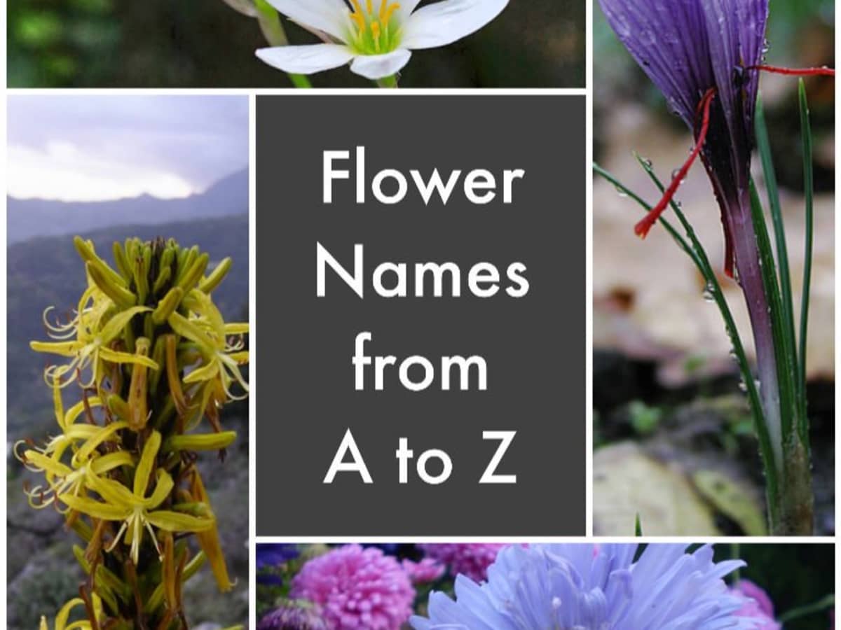 A List Of Flower Names From A To Z Dengarden