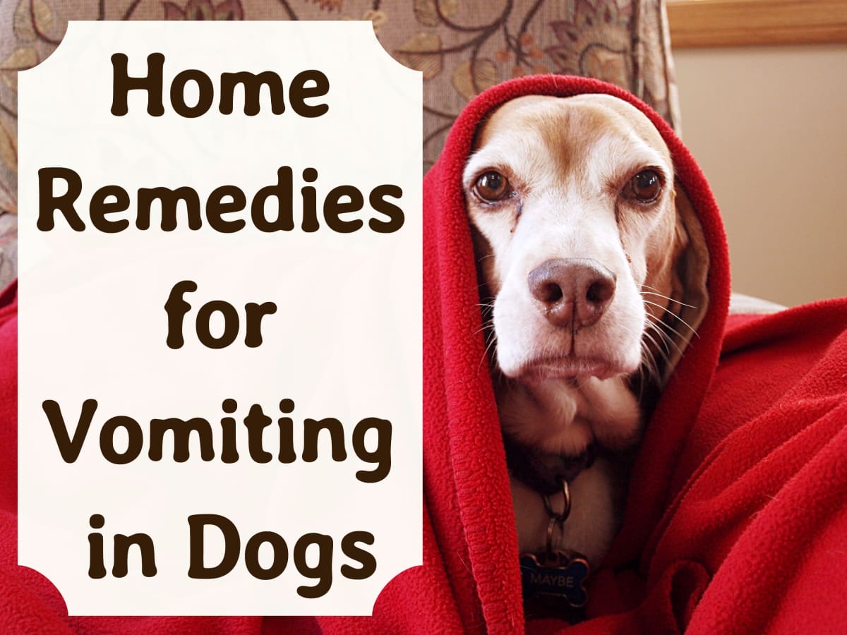 home remedies for vomitng dogs