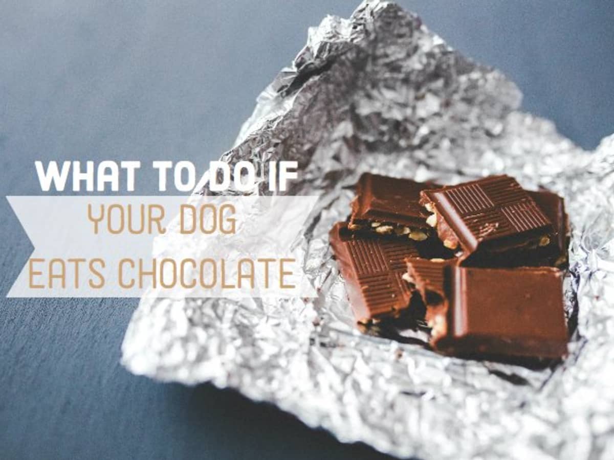 will a dog get sick from eating chocolate