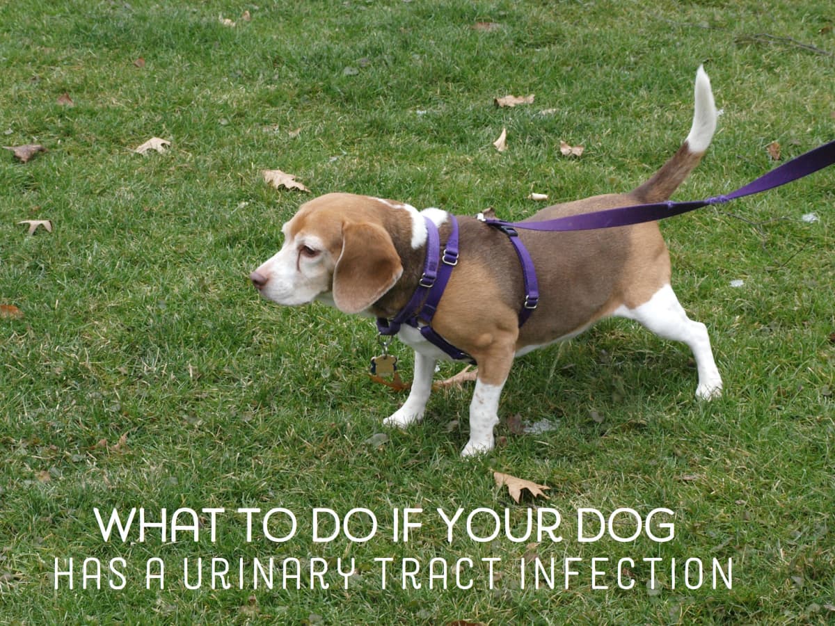 what causes urine infections in dogs
