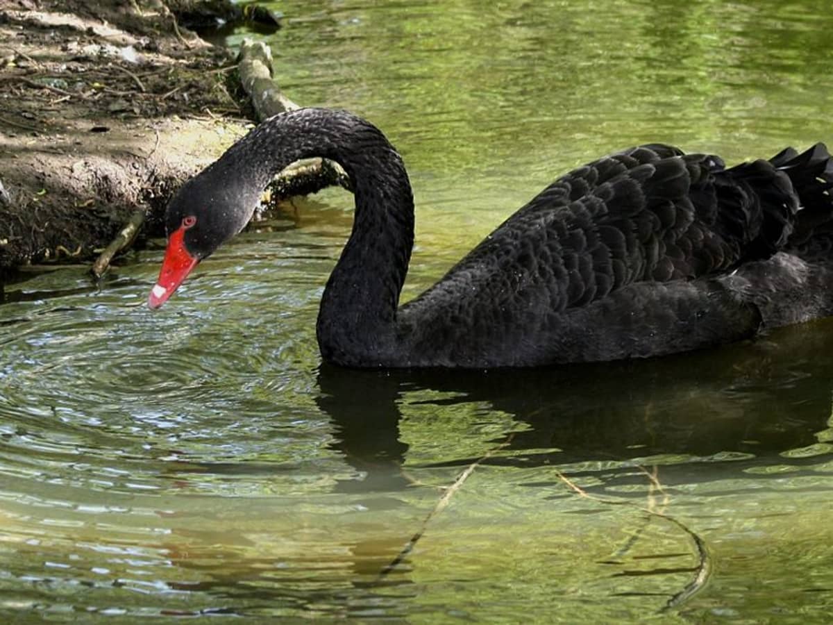 kapitel sværd Sprællemand Facts of the Black Swan - Owlcation