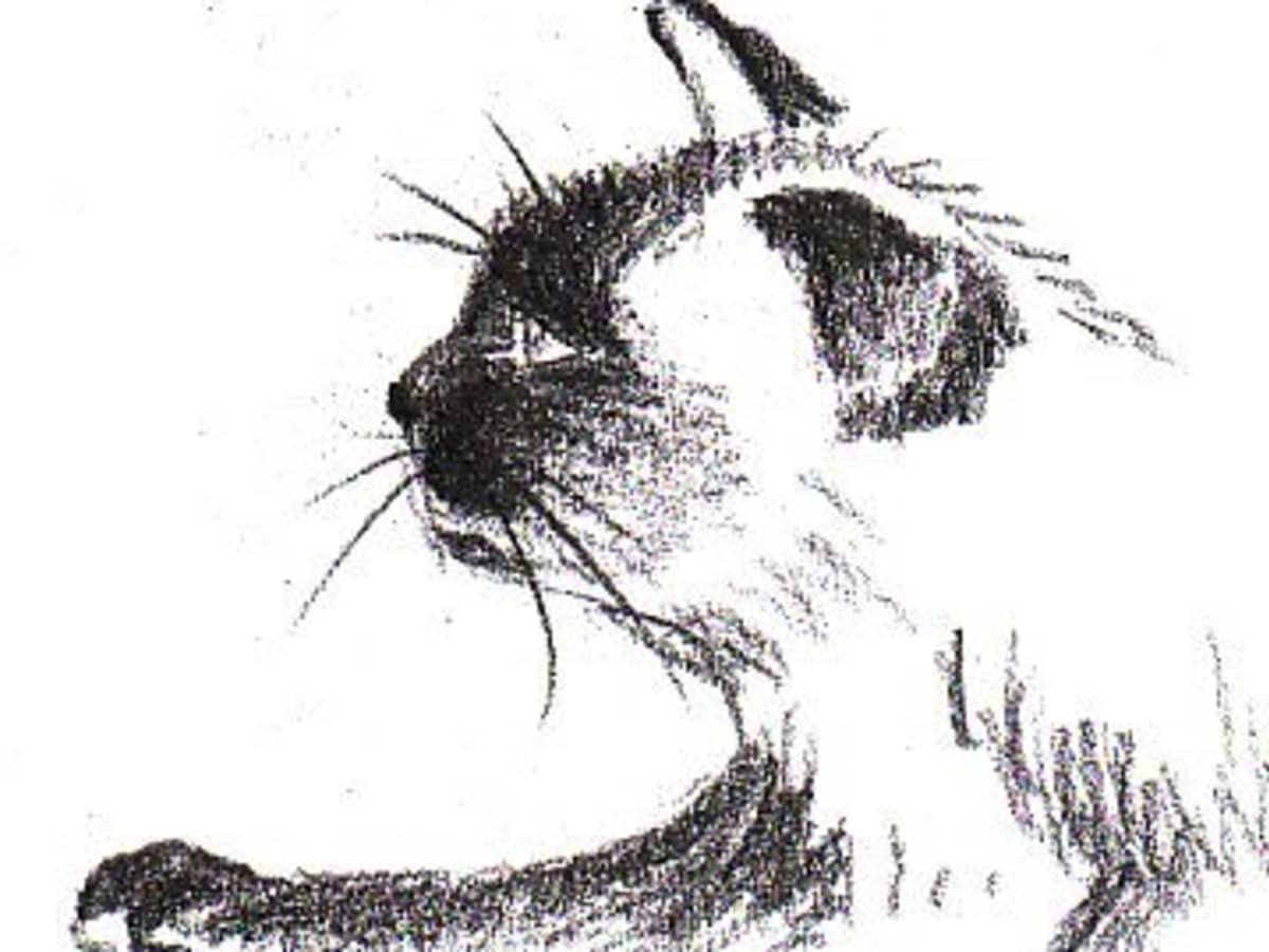 Top 134+ a cat sketch