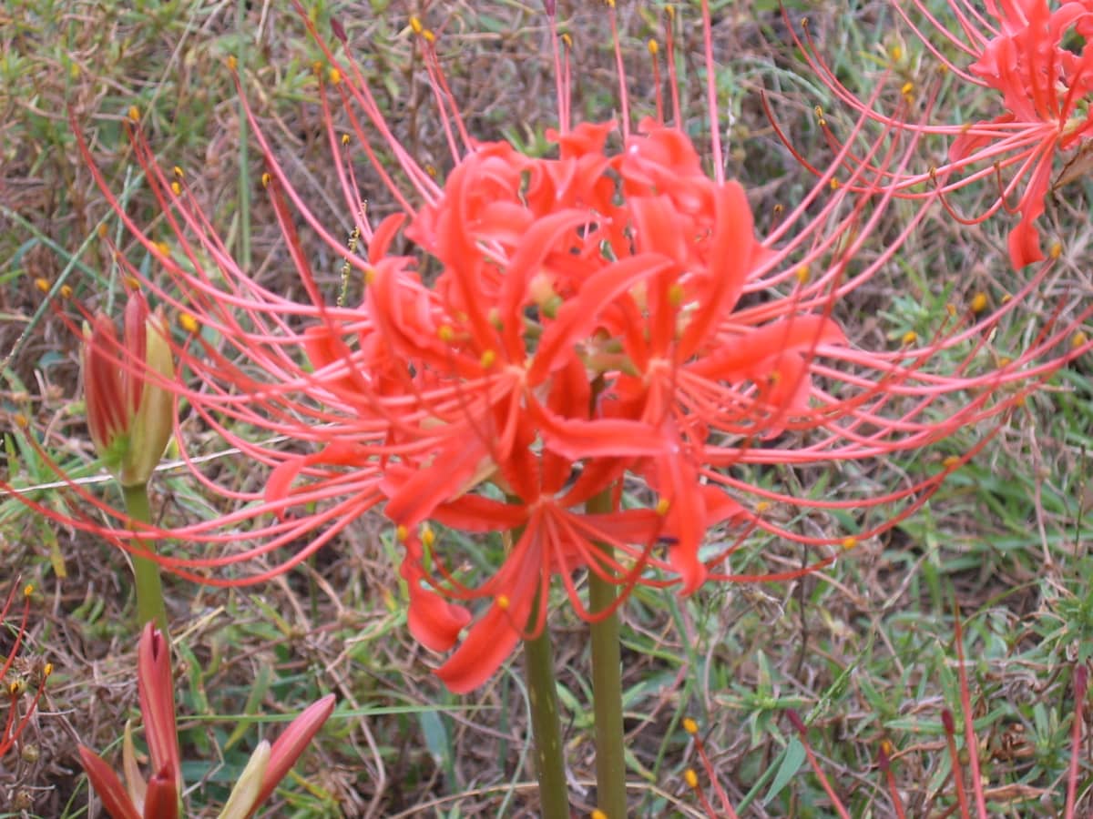 Naked Lady Flowers (Amaryllis) in the Wild and the Garden - Dengarden