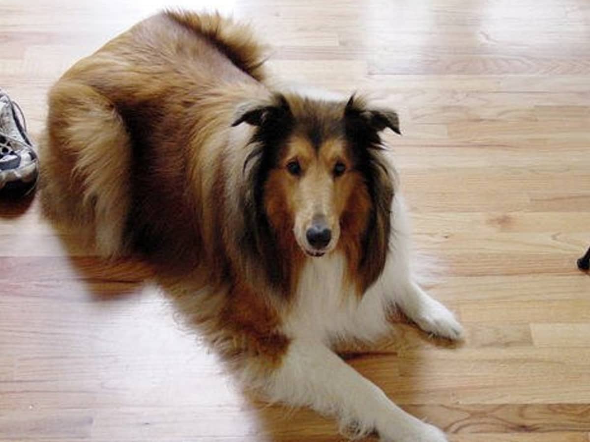 Pet Friendly Flooring Options For Dogs, Are Bamboo Floors Durable For Dogs