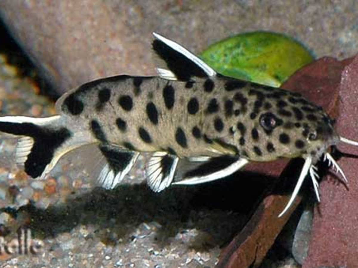 8 Types of Freshwater Catfish for Aquariums - PetHelpful