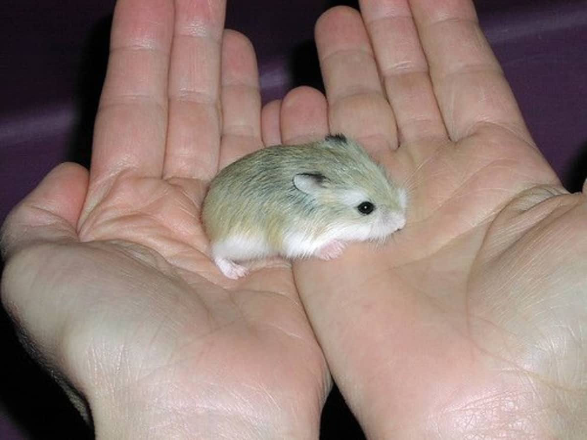 black fancy russian dwarf hamster