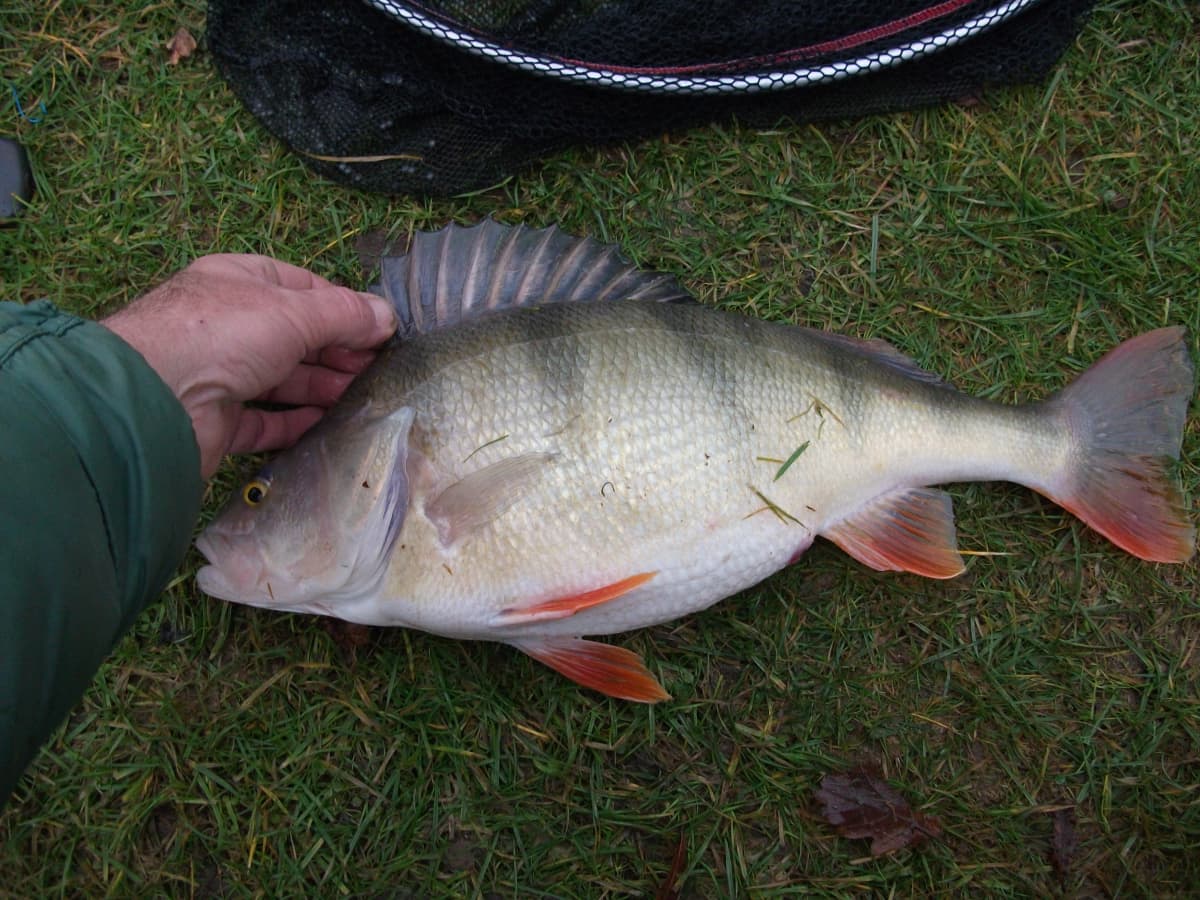 How to Catch Big Perch in the UK: Tackle, Tactics and Tips - SkyAboveUs