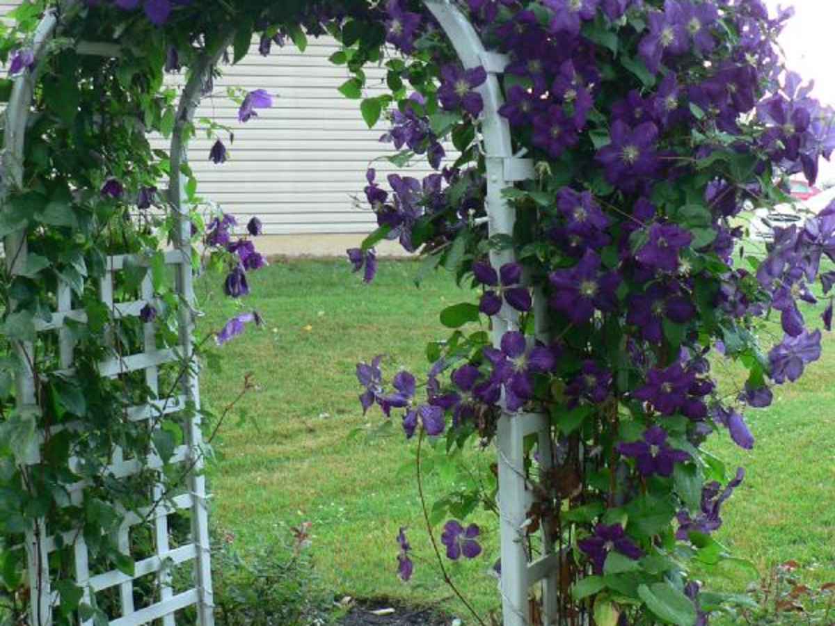 Flowering Hedges Zone 5 Low Maintenance Shrubs 18 Choices For Your