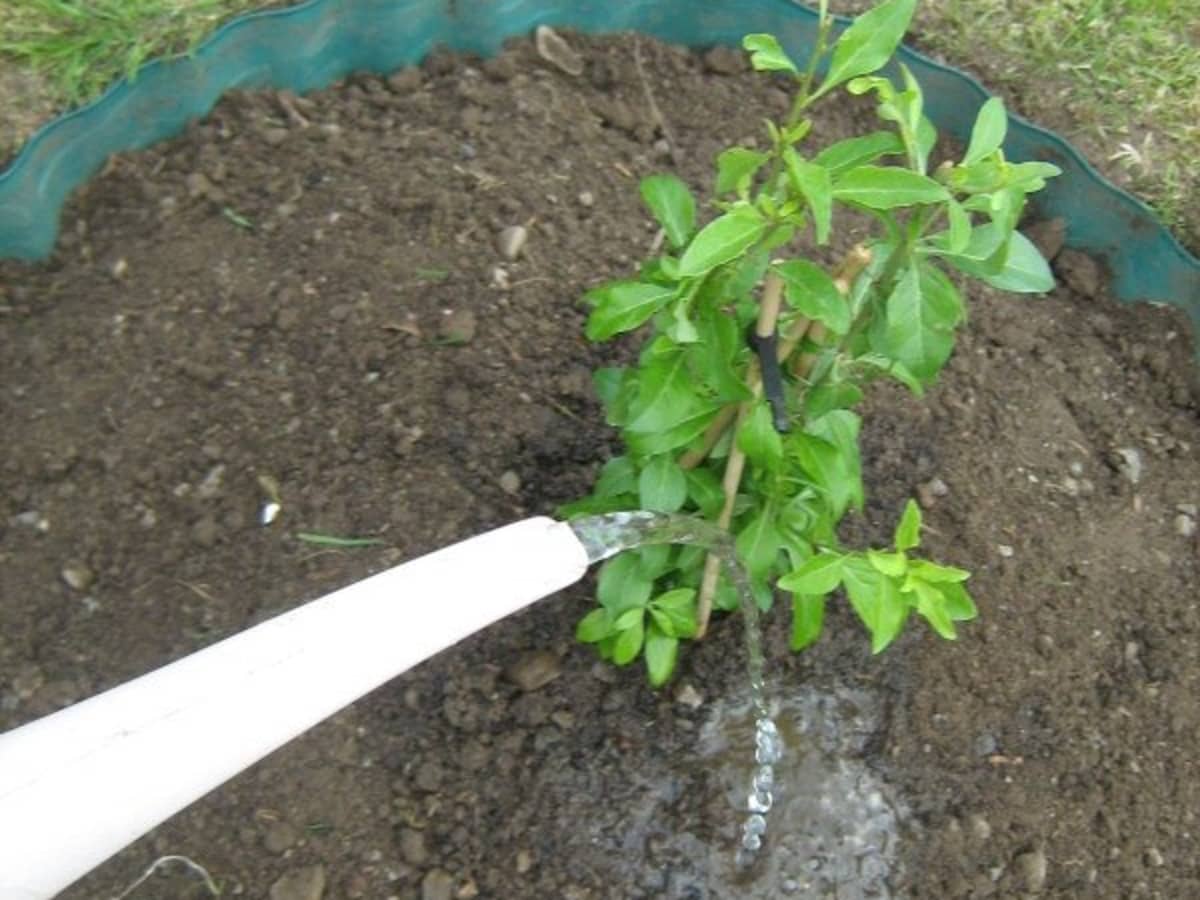 venstre transmission mærke How to Grow a Goji Berry Tree From Seed in Your Garden - Dengarden