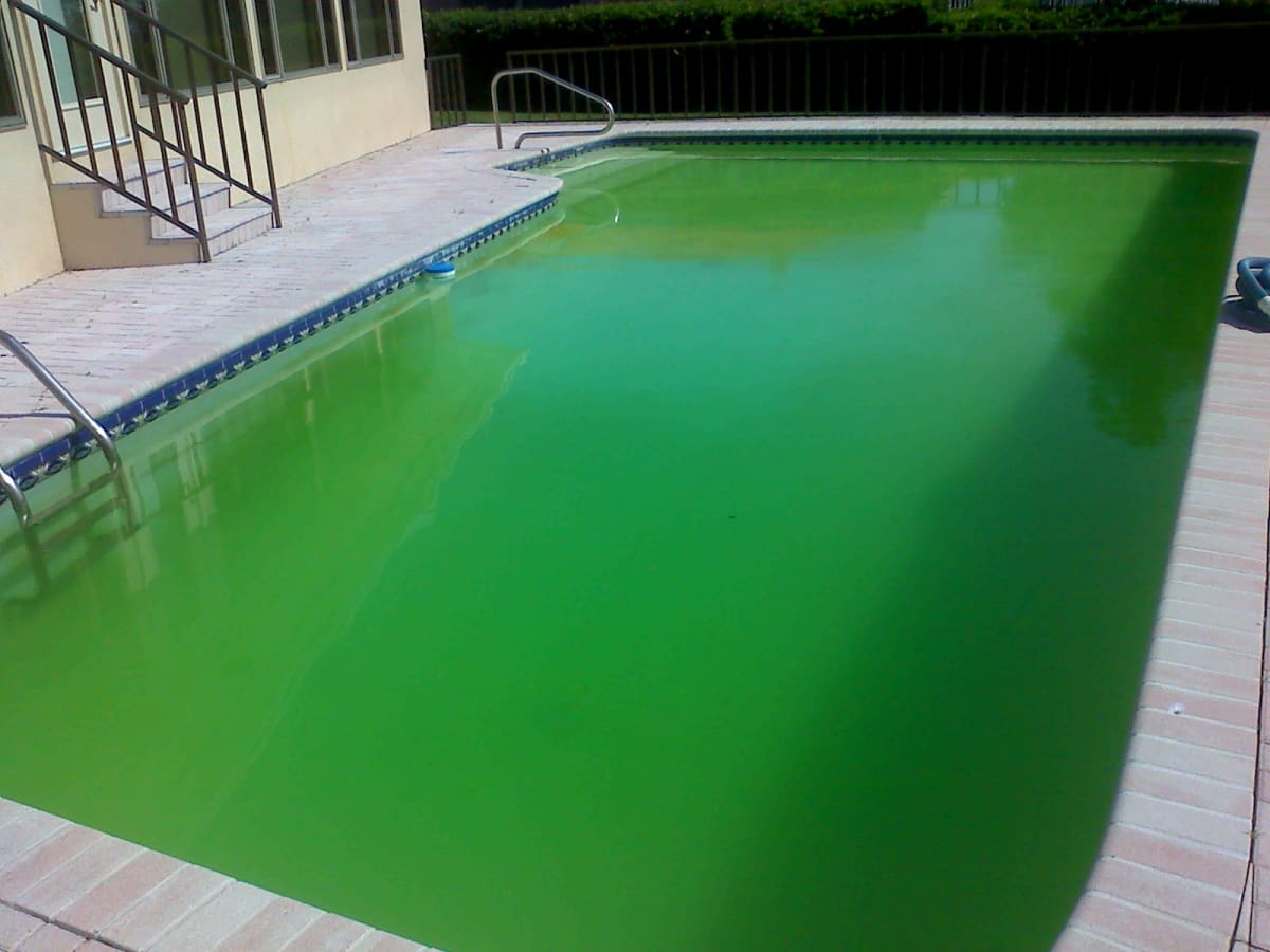 how to keep a pool from getting algae