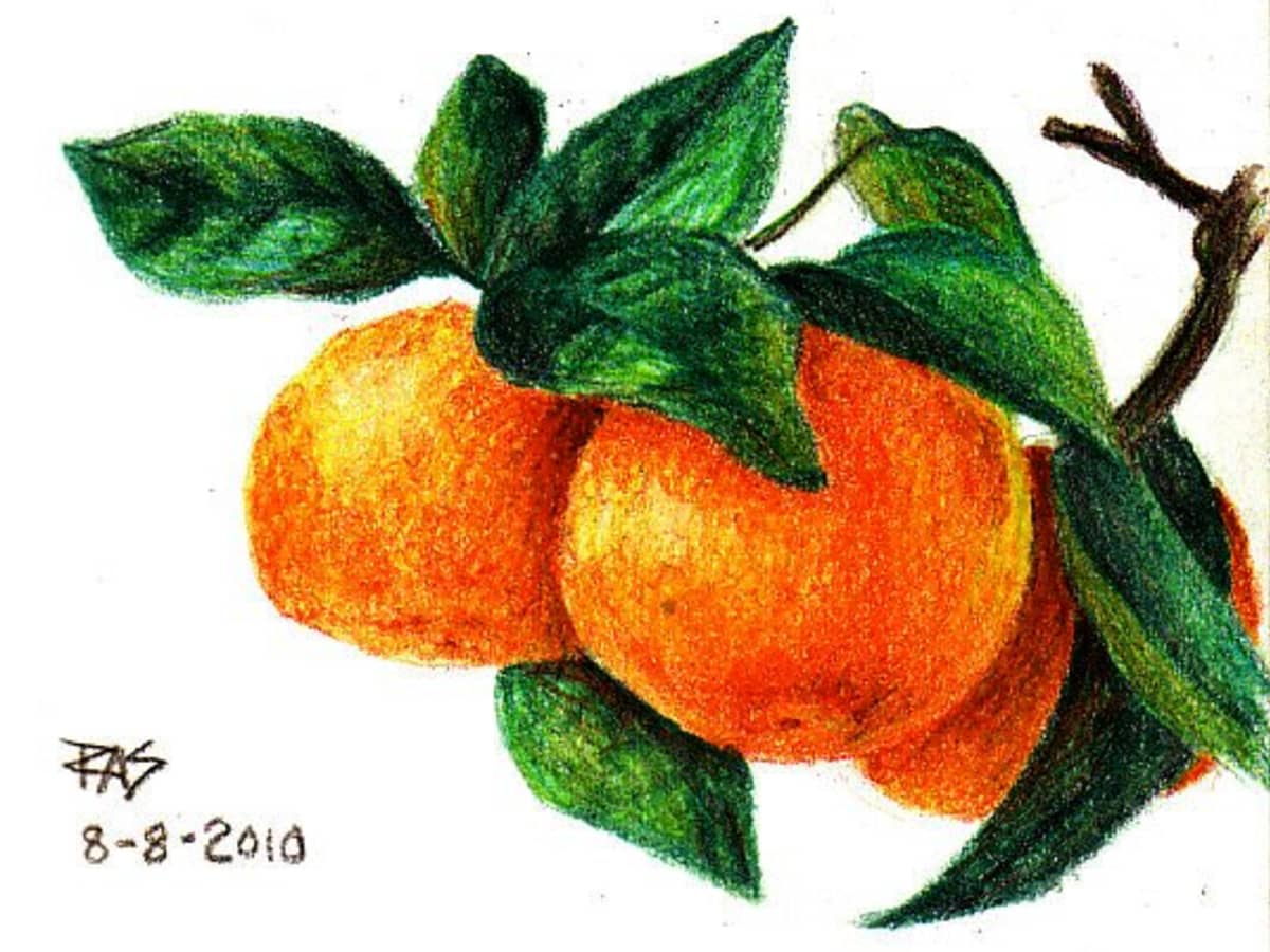 How to Draw Tangerines With Colored Pencils - FeltMagnet