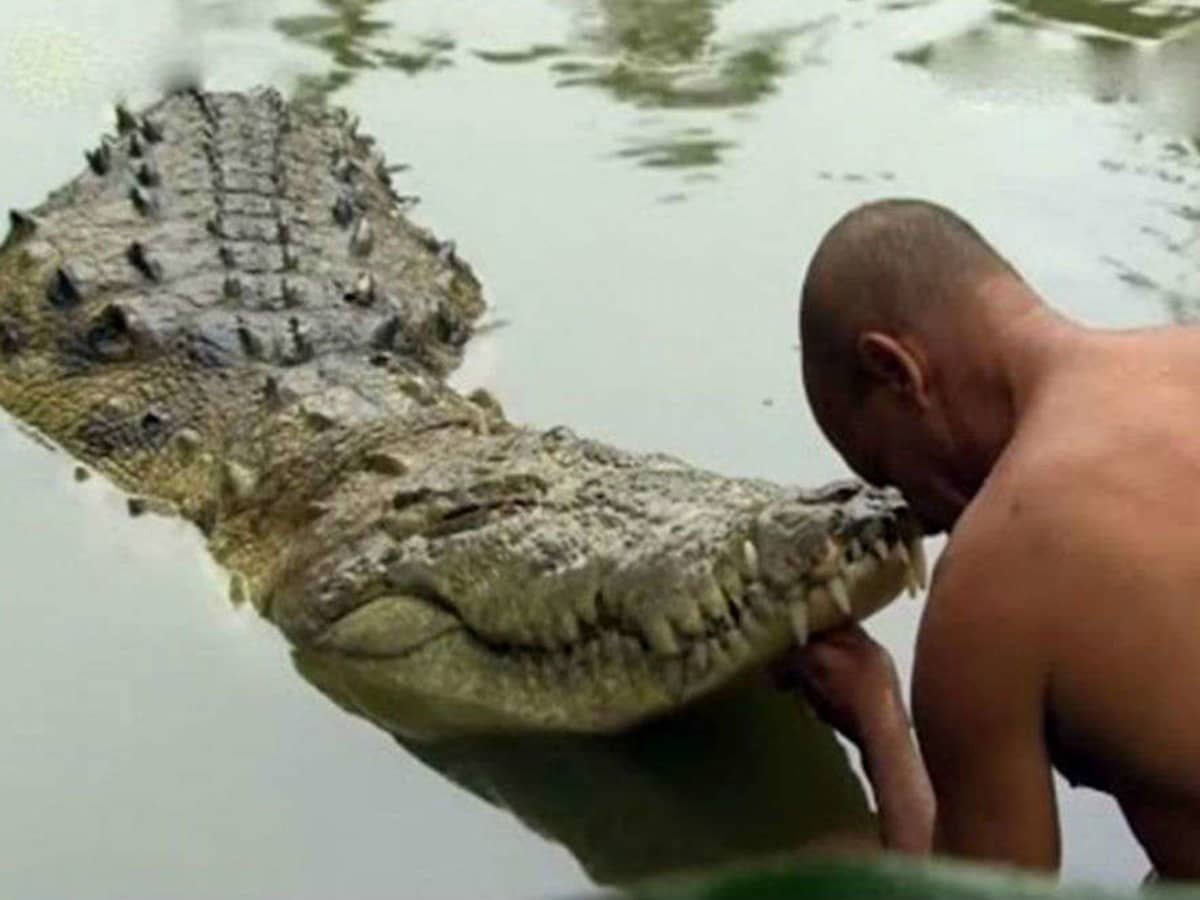 Crocodiles  Viva! The Vegan Charity