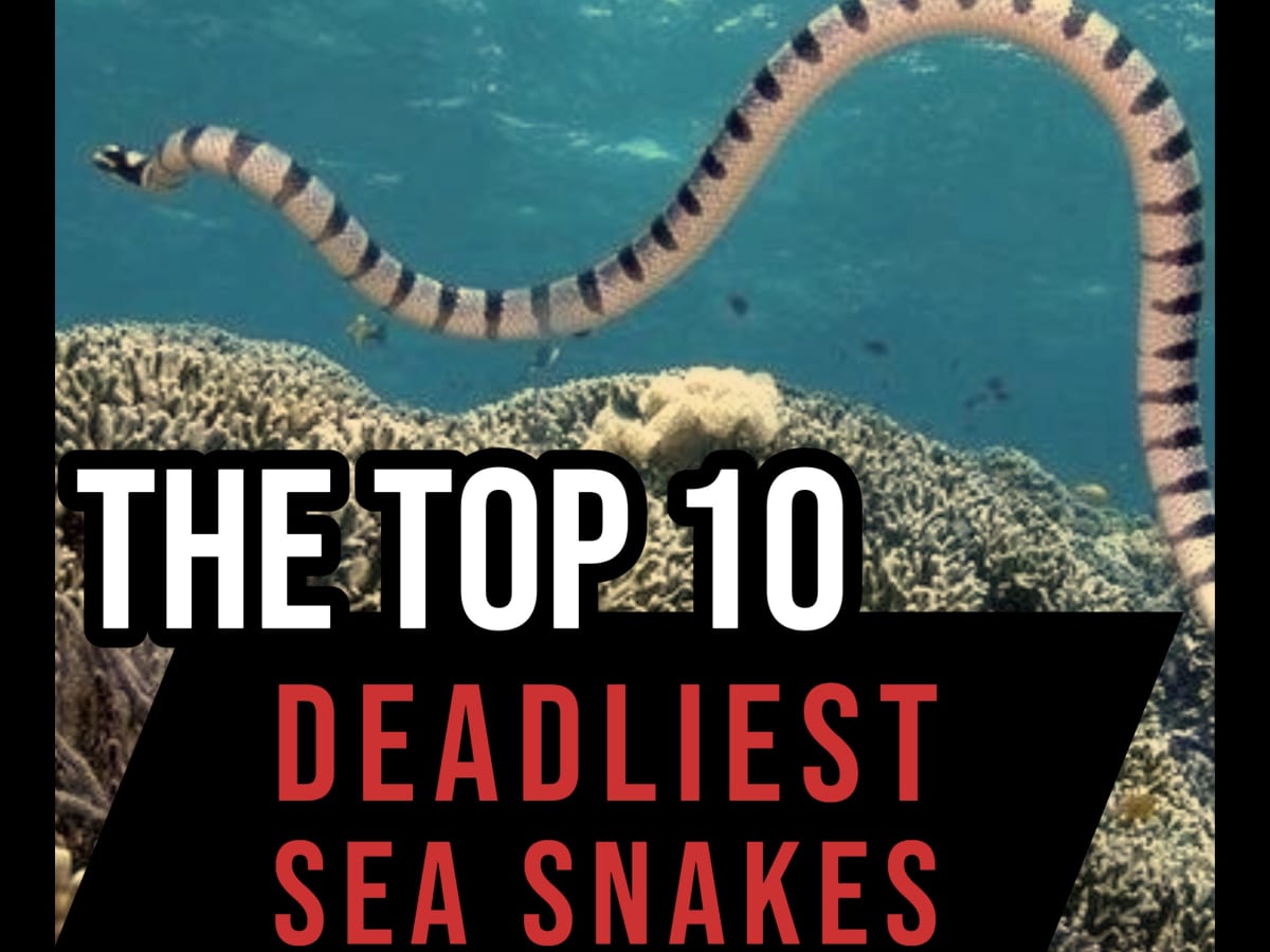What Are the Most Venomous Sea Snakes in the World?