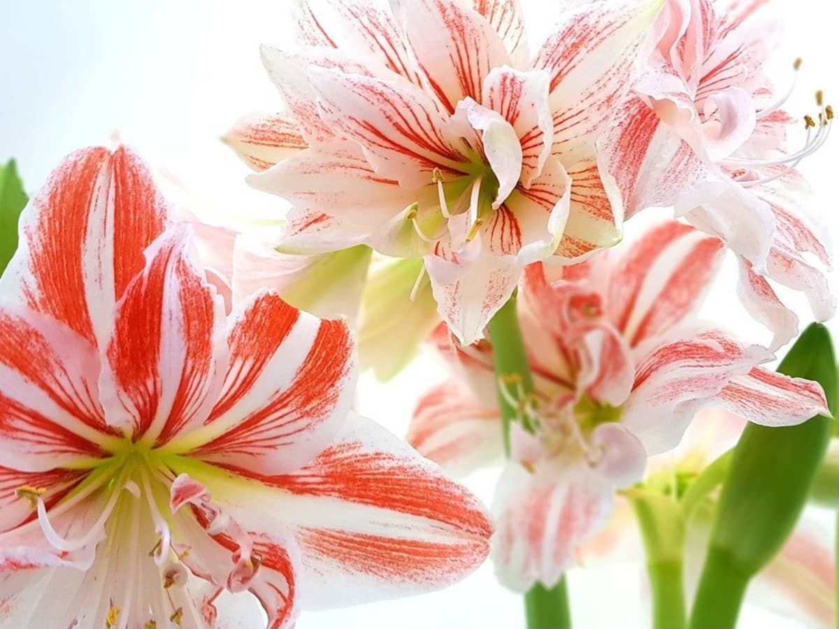 Amaryllis - Pink Flush