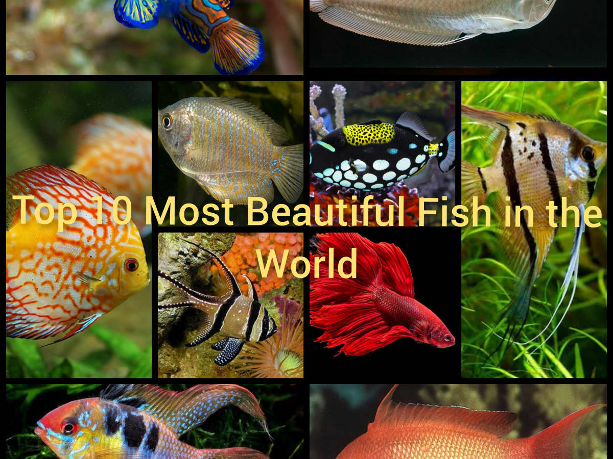Top 10 Most Beautiful Fish in the World - Owlcation