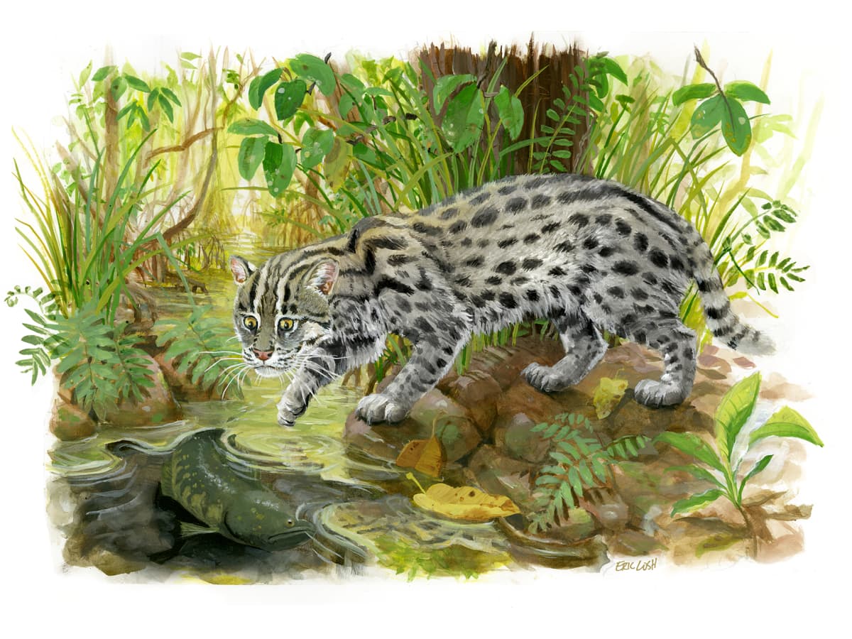 Fishing Cat February - HubPages