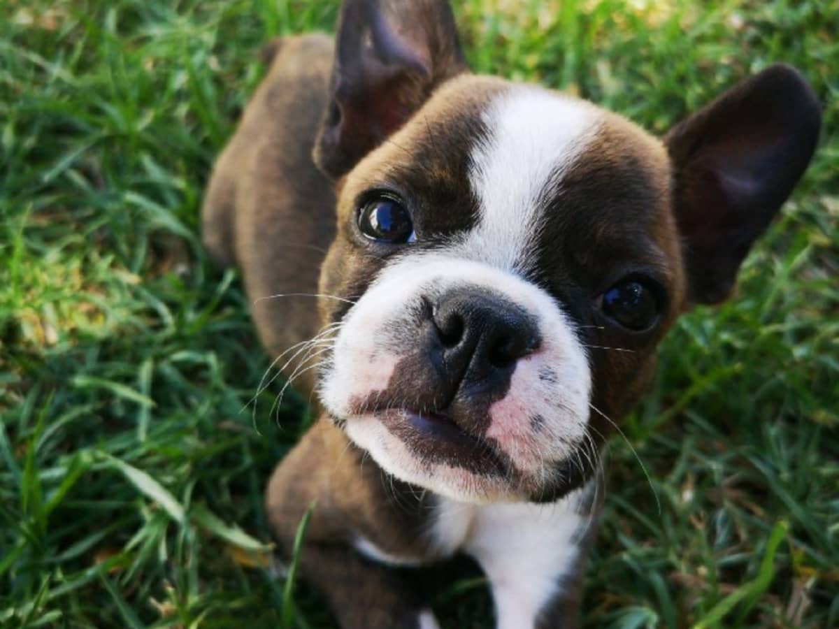 are boston terrier puppies easy to potty train