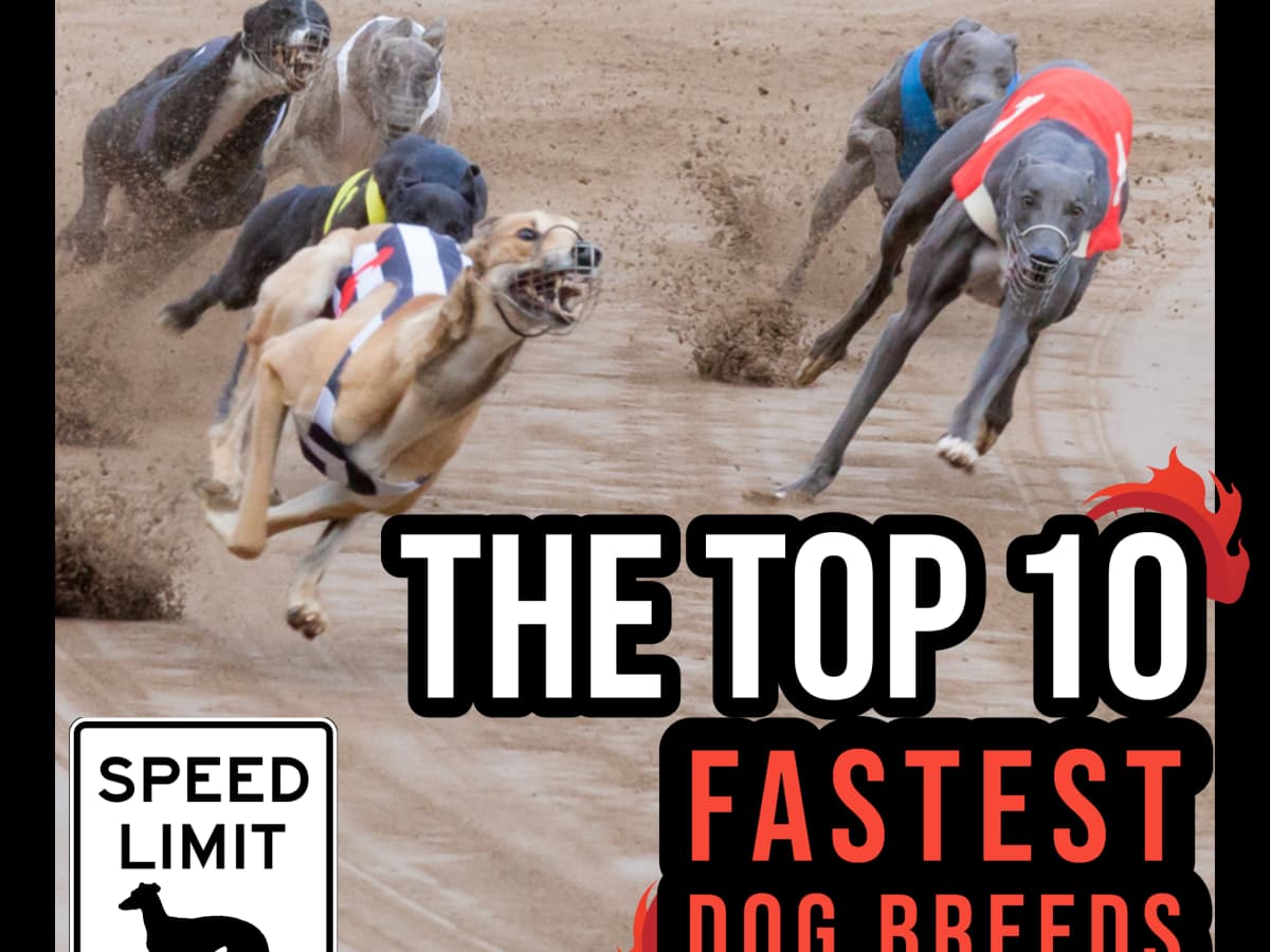 fastest dog in the world