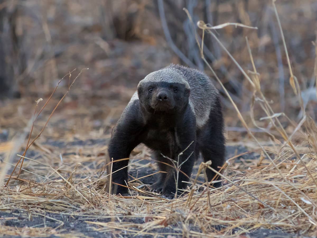 The Honey Badger: Five Facts About the World's Fiercest Weasel - Owlcation