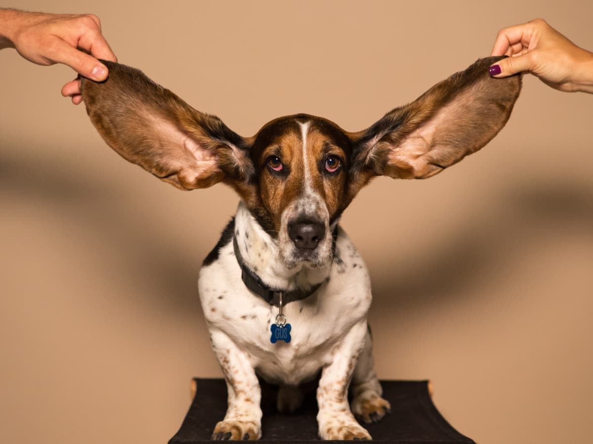 How to Soothe Dogs Ears After Plucking  