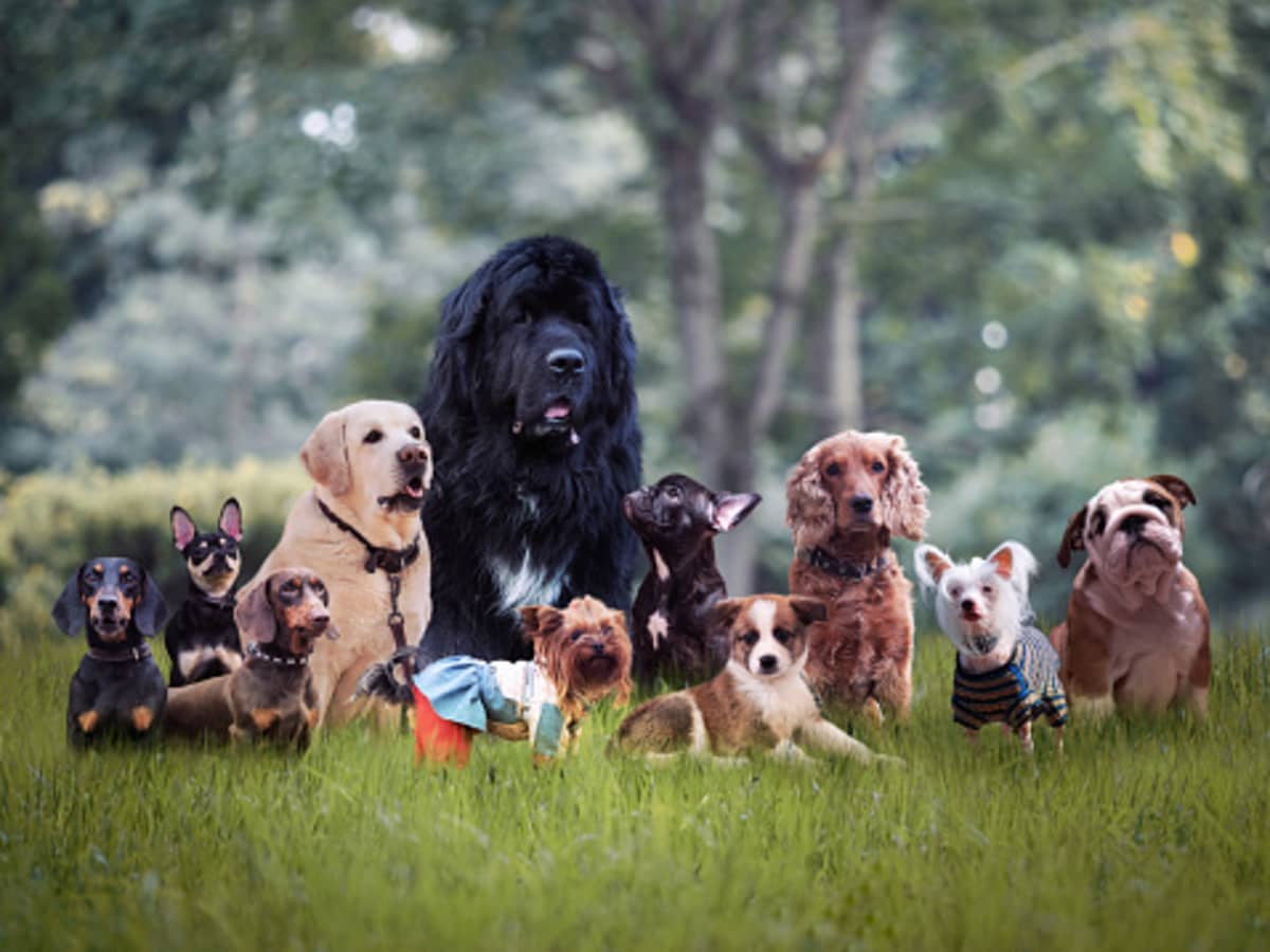 how many akc dog breeds are there
