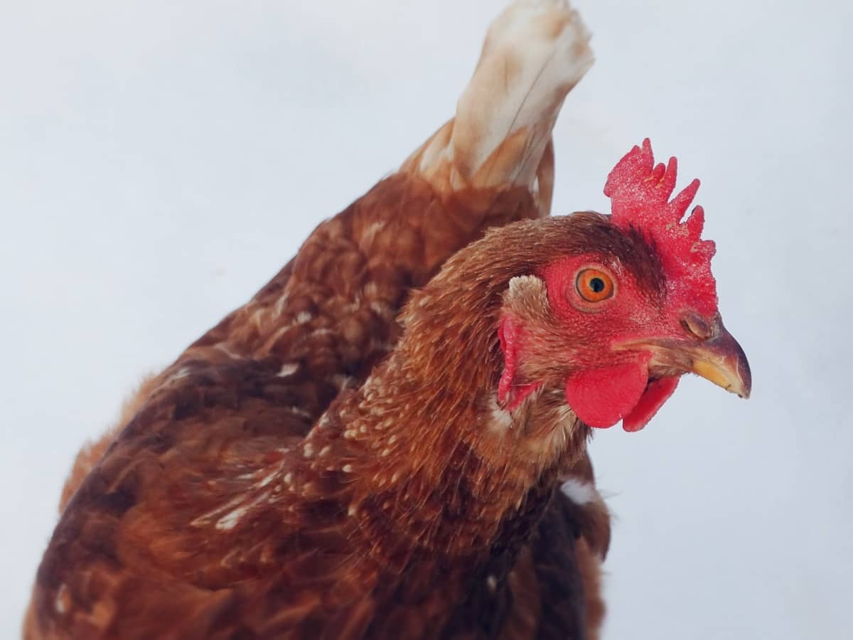 16 Chicken Breeds that Tolerate Warm Weather - Cackle Hatchery