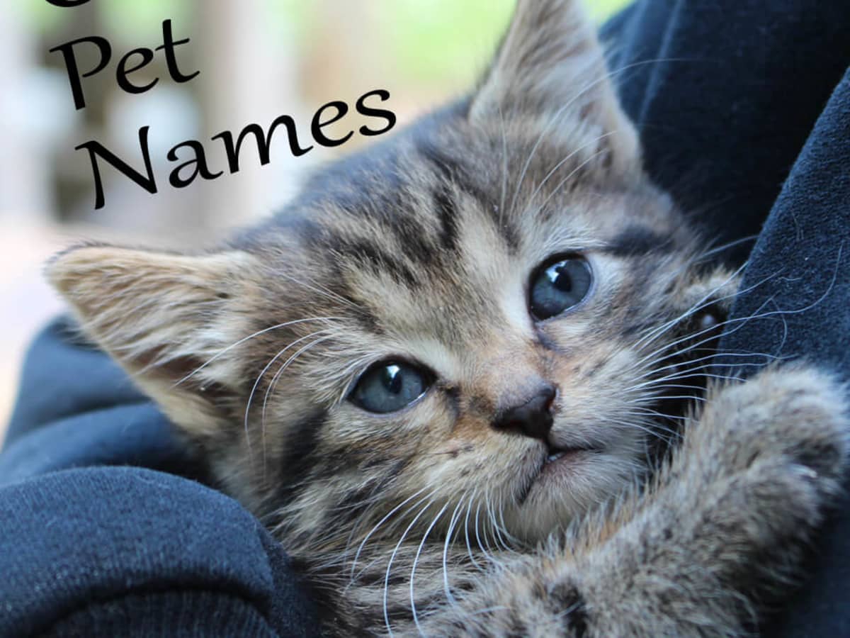 Thú cưng của bạn cũng xứng đáng có một cái tên đáng yêu và đặc biệt. Hãy tìm ý tưởng cho tên thú cưng của bạn thông qua những hình ảnh đáng yêu và dễ thương này.