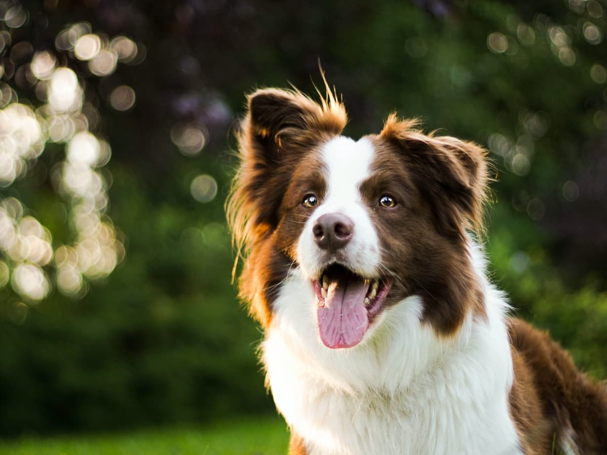 115 Native American Names for Male Dogs - PetHelpful