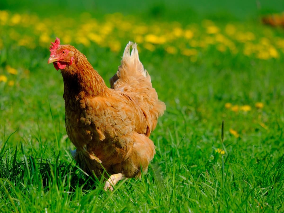 A woman gathering fresh eggs into basket at hen farm in countrys