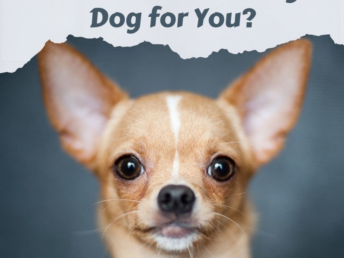Chihuahua Information: Is the Breed Right for You? - PetHelpful
