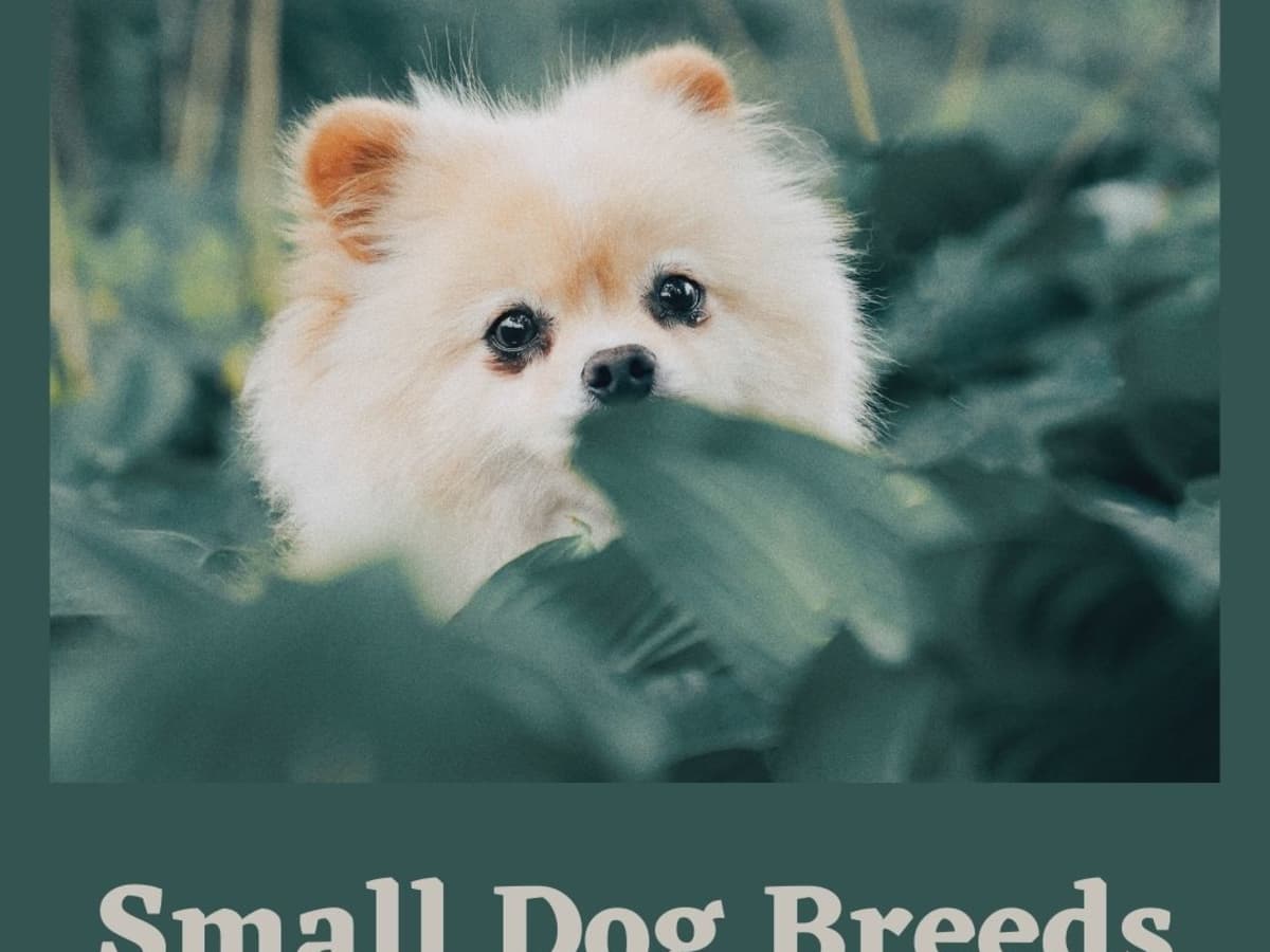 How to Care for Small Dog Breeds - PetHelpful