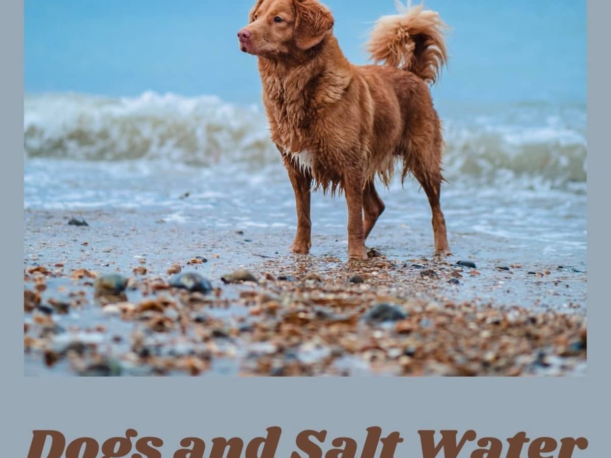 will seaweed make my dog sick