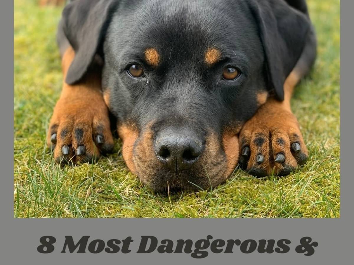 8 Aggressive Dog Breeds You Should Not Mess With Pethelpful