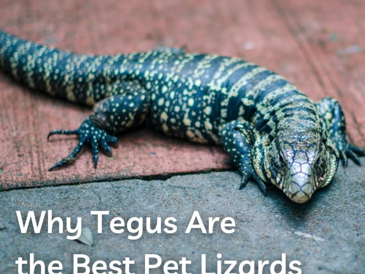 are lizards bad for dogs to eat