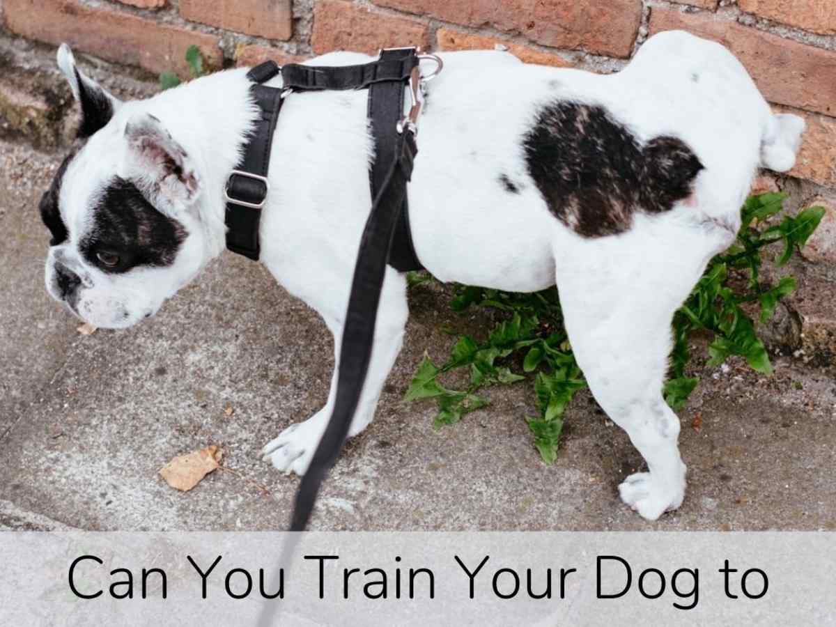 train dog to pee on command