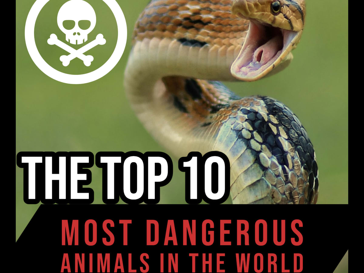 The Top 10 Most Dangerous Animals in the World - Owlcation