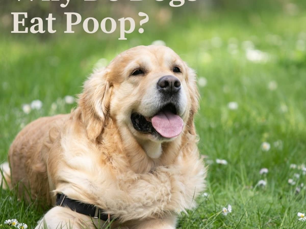 what should i do if my dog eats poop