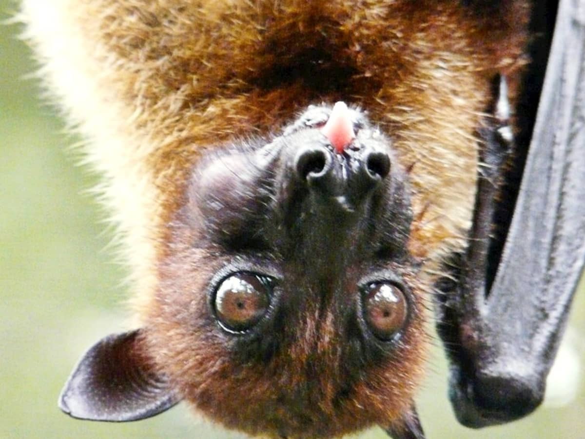 asian fruit bat
