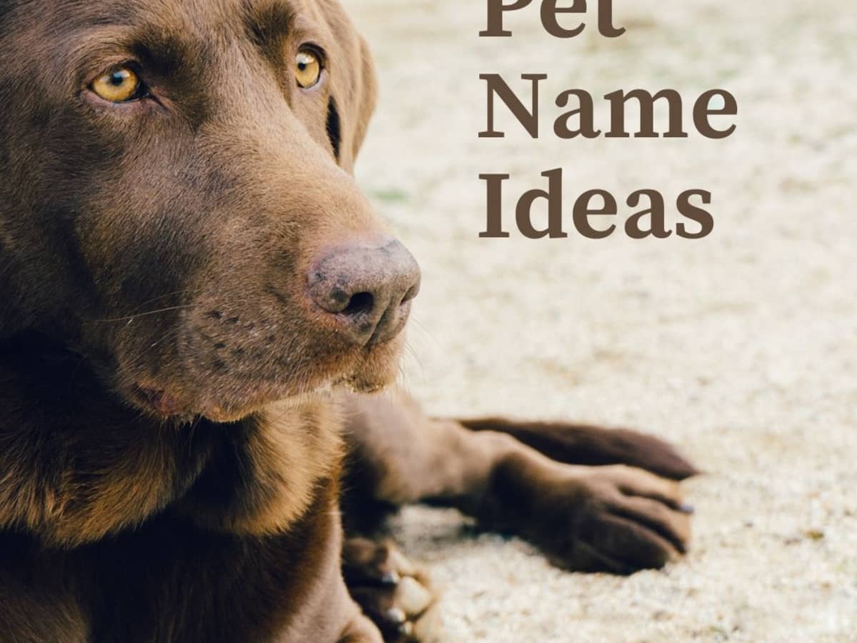 100+ Cute Names for Pets - PetHelpful