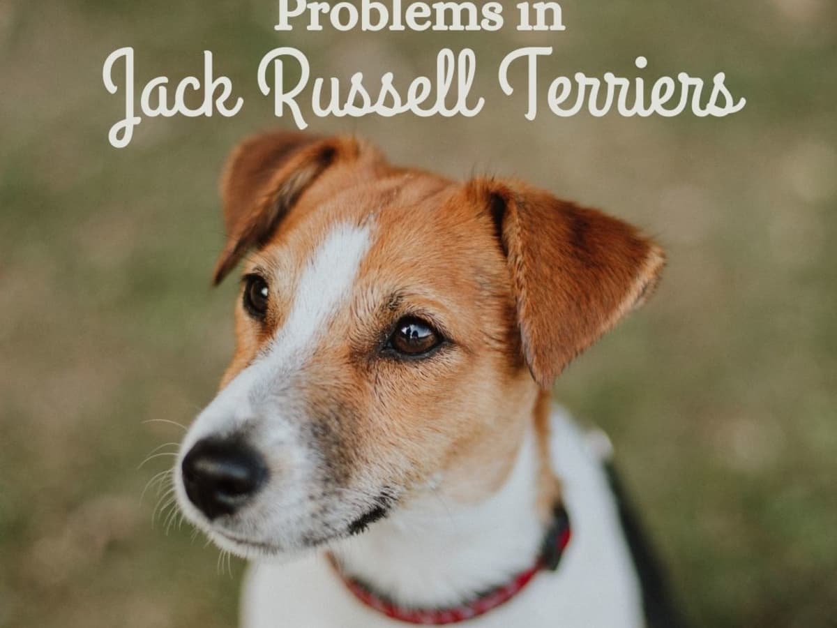why do jack russell terriers shake