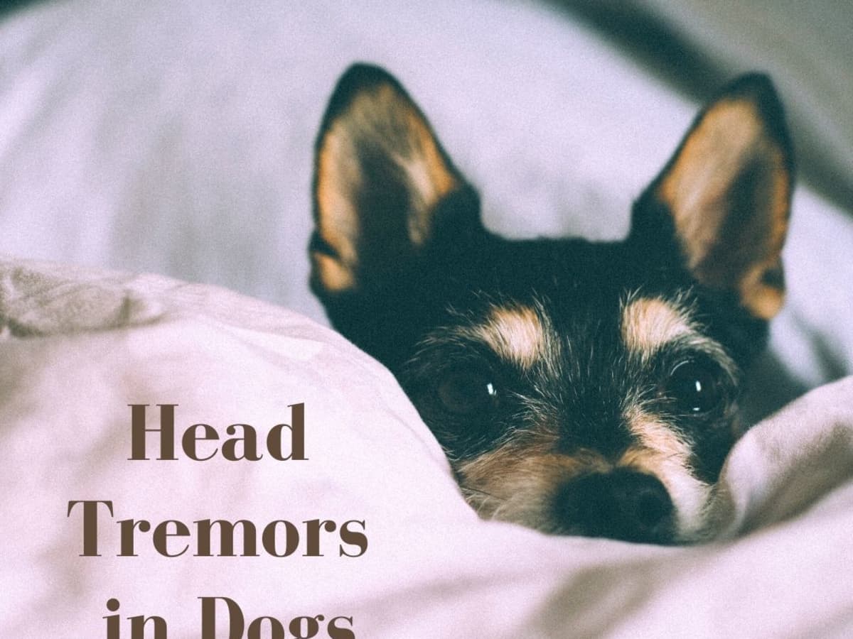 Why Is My Dog's Head Bobbing? The Causes of Head Tremors in Dogs -  PetHelpful