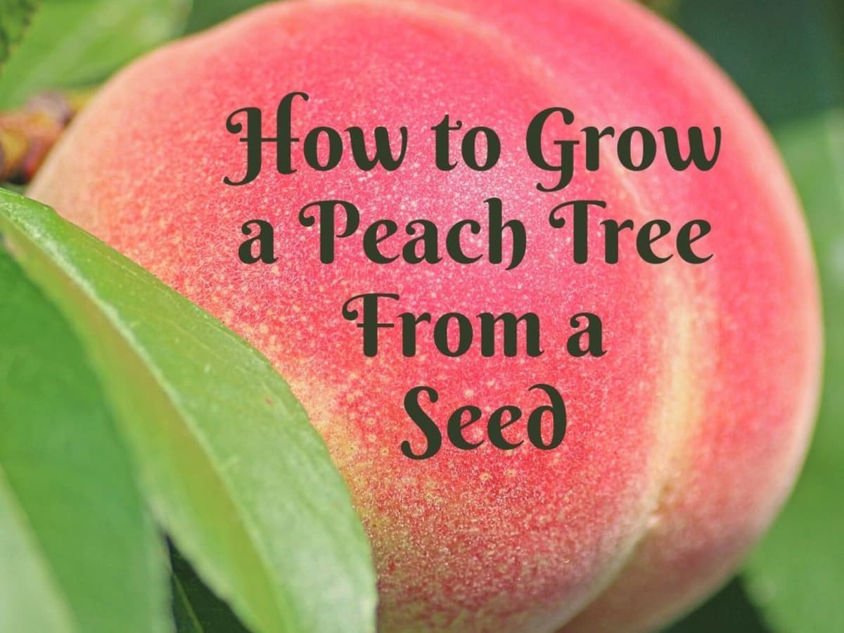 How To Grow A Peach Tree From Seed Dengarden