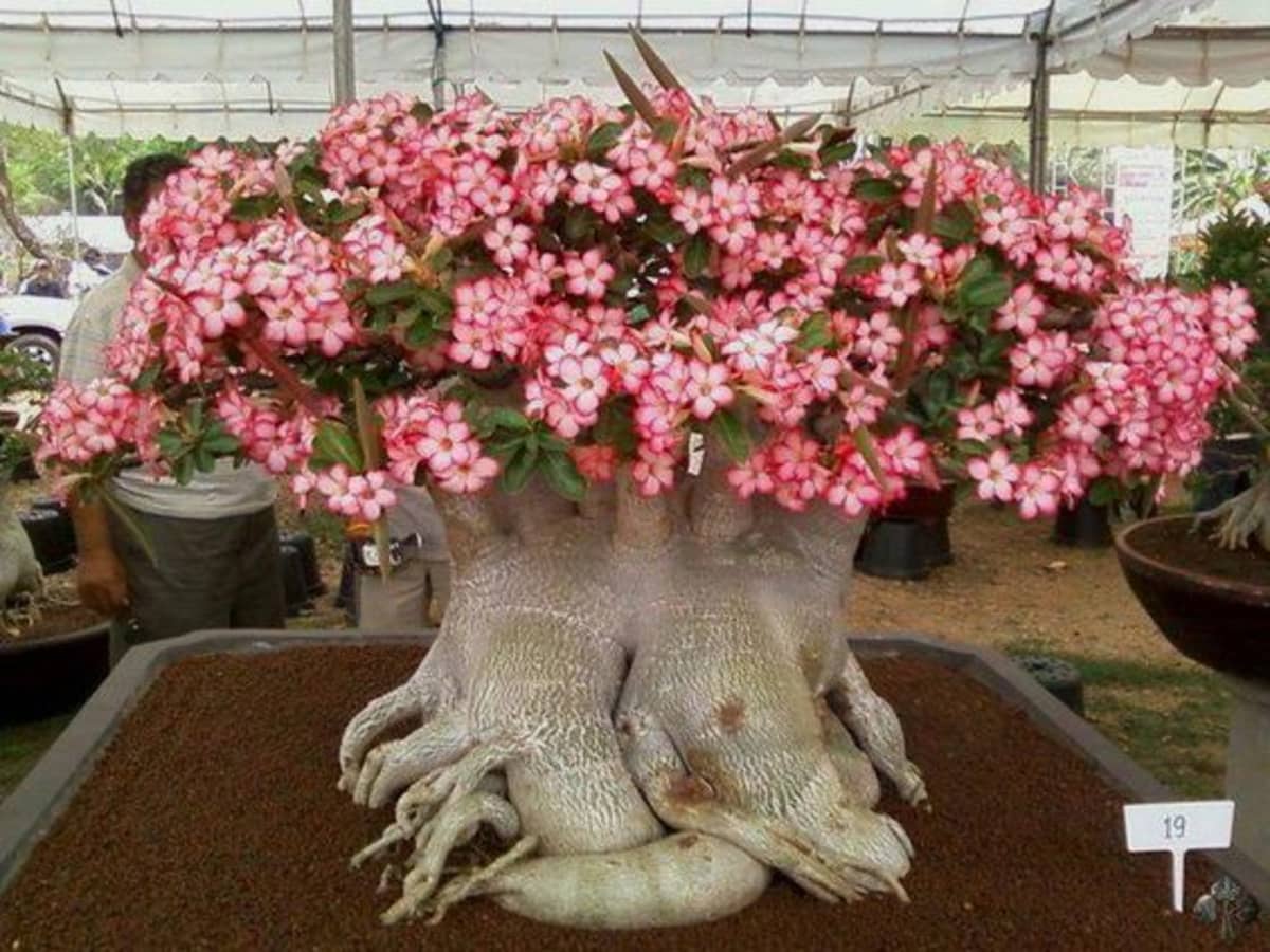 AMERICAN PLANT EXCHANGE Single Bloom Desert Rose Succulent Live Plant Pink 5 Pot 