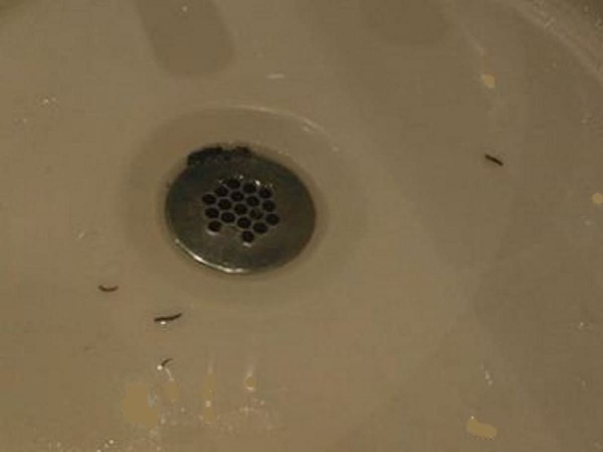 14 Sure Ways to Get Rid of Drain Worms in Your Home - Dengarden