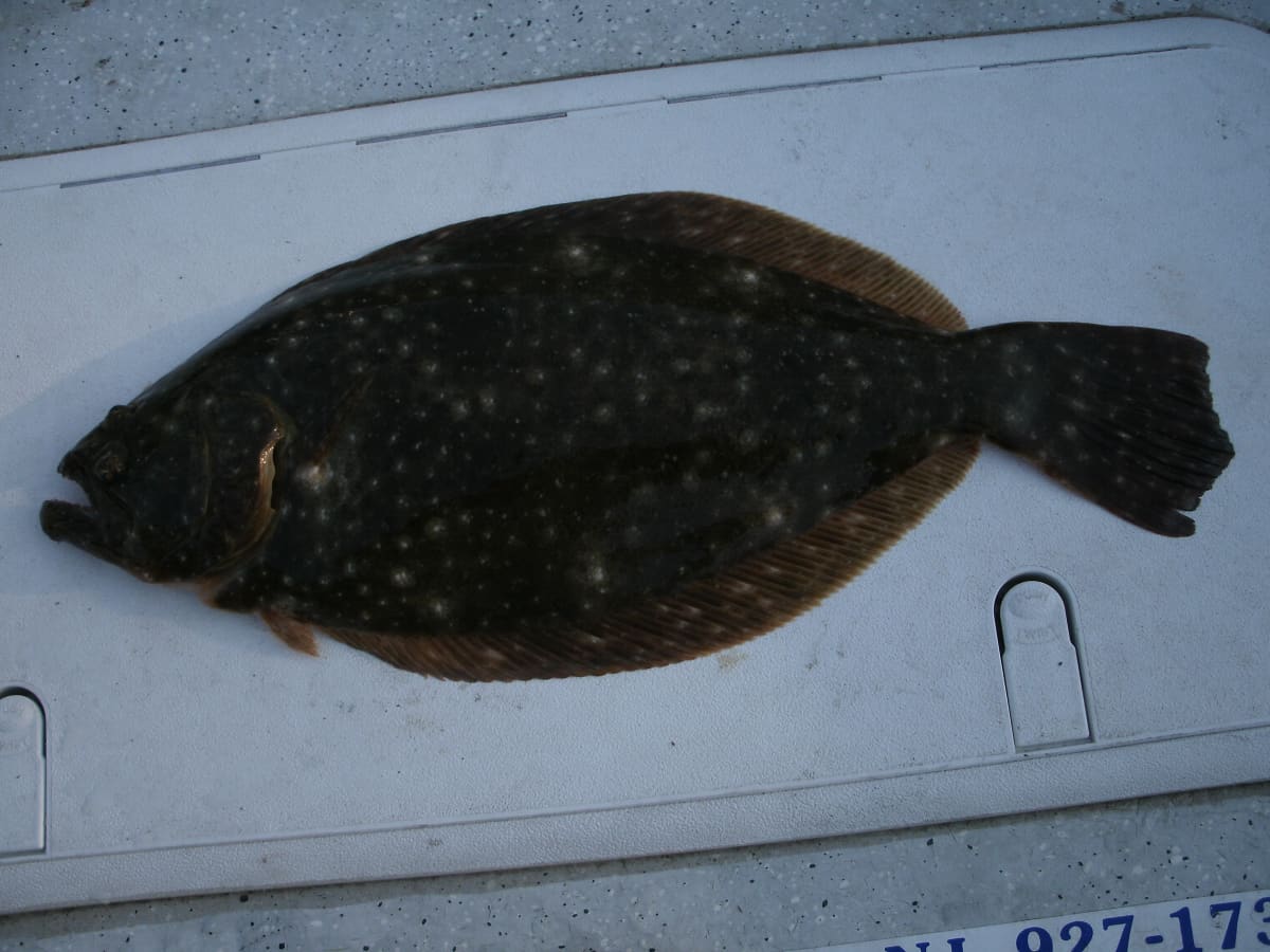 A Local Fisherman's Guide to the Best Fluke Fishing in Southern