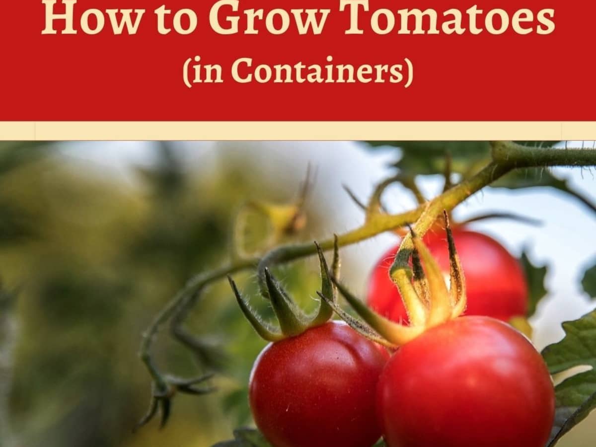 Growing Tomatoes: Combining Weather, Soil Composition and Fertilization for the Perfect Bumper Crop