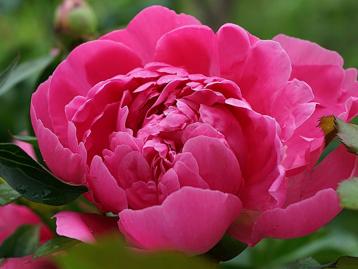 Double Pink Peony (Paeonia 'Double Pink') in Vancouver Victoria