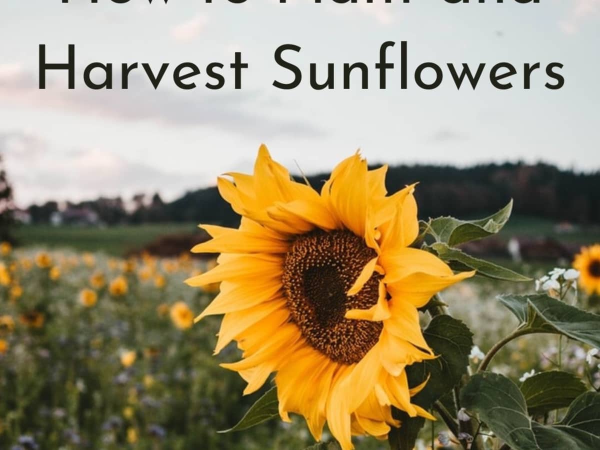 How to Care for Sunflowers & Harvest Their Seeds   Dengarden